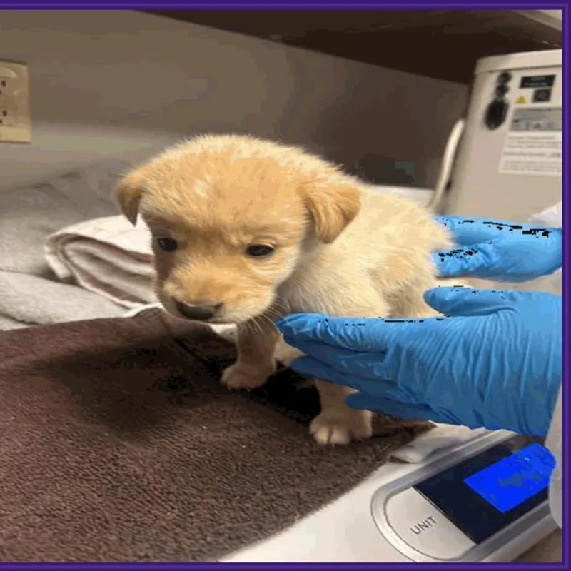 A baby small-sized male Golden Labrador Retriever dog named Tucker for adoption in Montgomery, TX