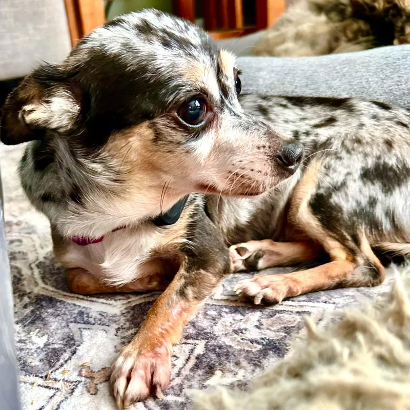 Millie