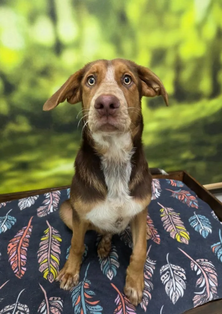 A young medium-sized male Shepherd dog named Micah for adoption in Little Rock, AR