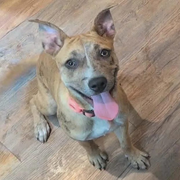 A baby medium-sized female Pit Bull Terrier dog named Nancy Drew for adoption in Stahlstown, PA