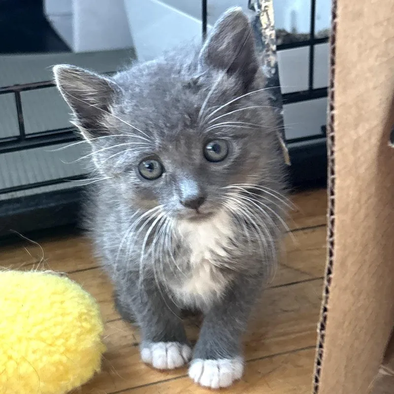 A baby small-sized female Gray / Blue / Silver Domestic Short Hair cat named Little Sesame for adoption in Long Beach, CA