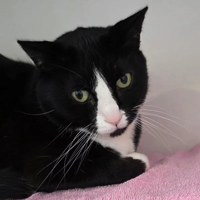 A senior large-sized male Black Domestic Short Hair cat named Buddy for adoption in Council Bluffs, IA