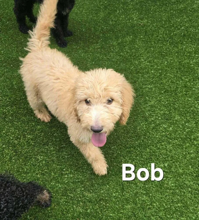 Bob