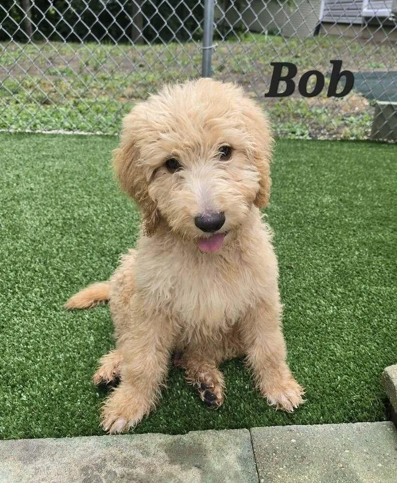 Bob thumbnail 2