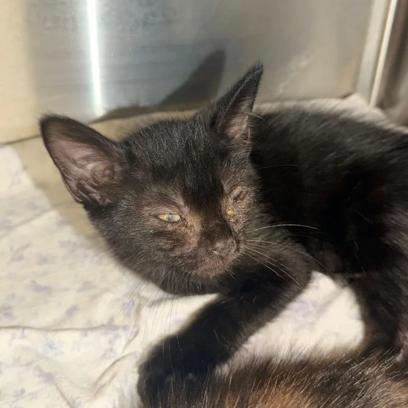 A baby small-sized male Black Domestic Short Hair cat named Prince Cornelius for adoption in Columbus, GA