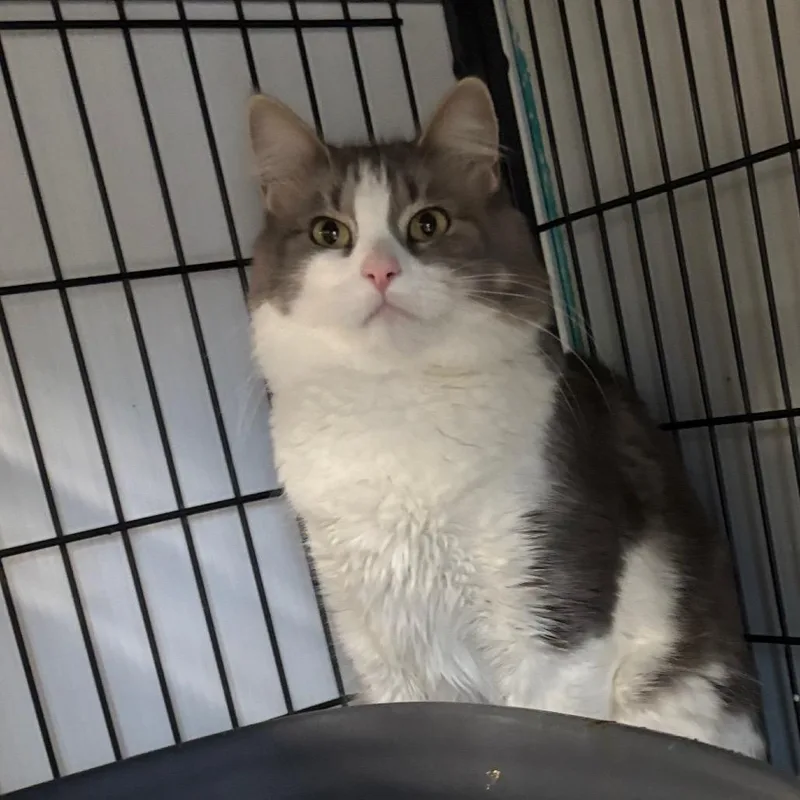 An adult large-sized female Gray / Blue / Silver Domestic Medium Hair cat named Mama Shadow for adoption in Davenport, IA