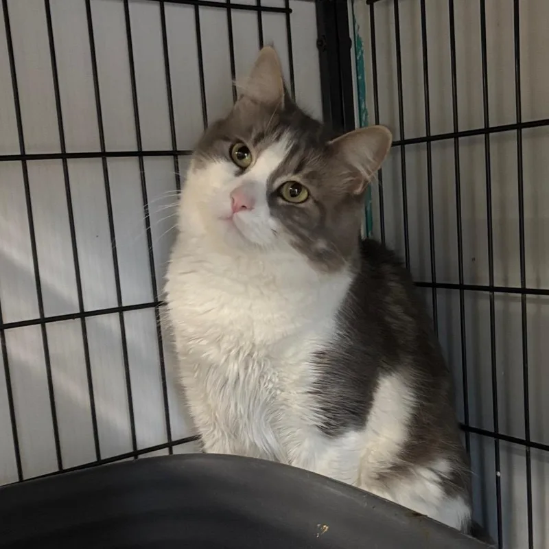 Mama Shadow thumbnail 2