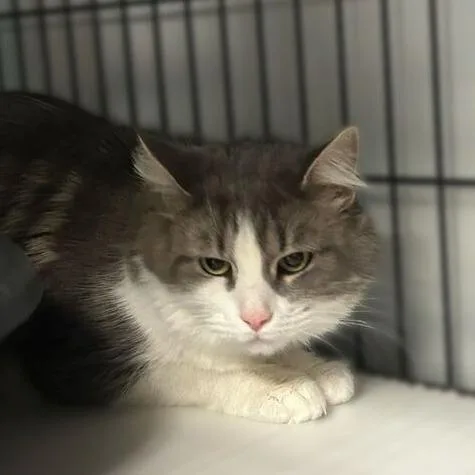 Mama Shadow thumbnail 3