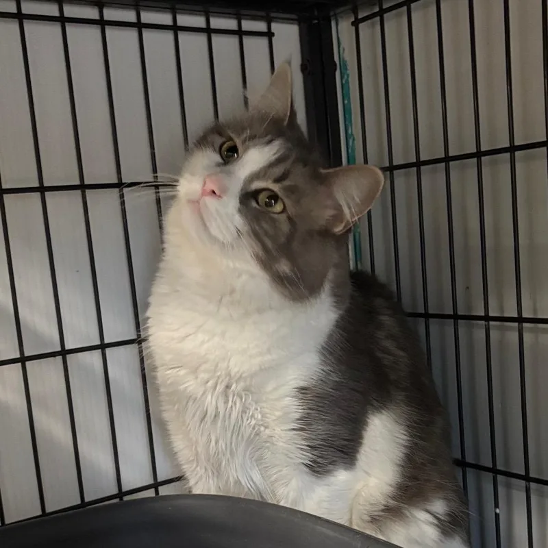 Mama Shadow thumbnail 4