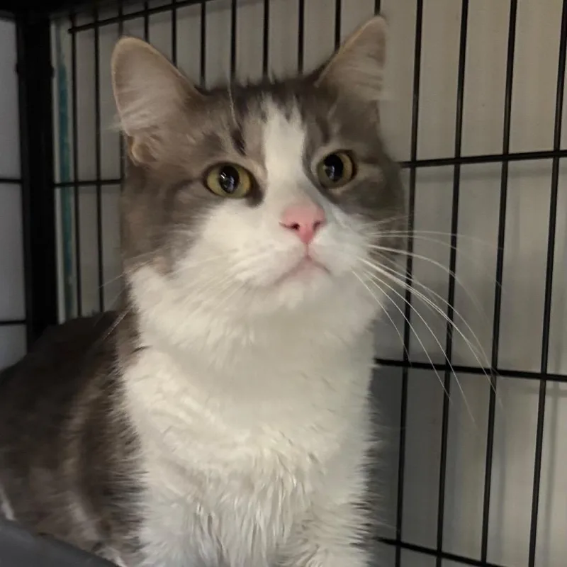 Mama Shadow thumbnail 5