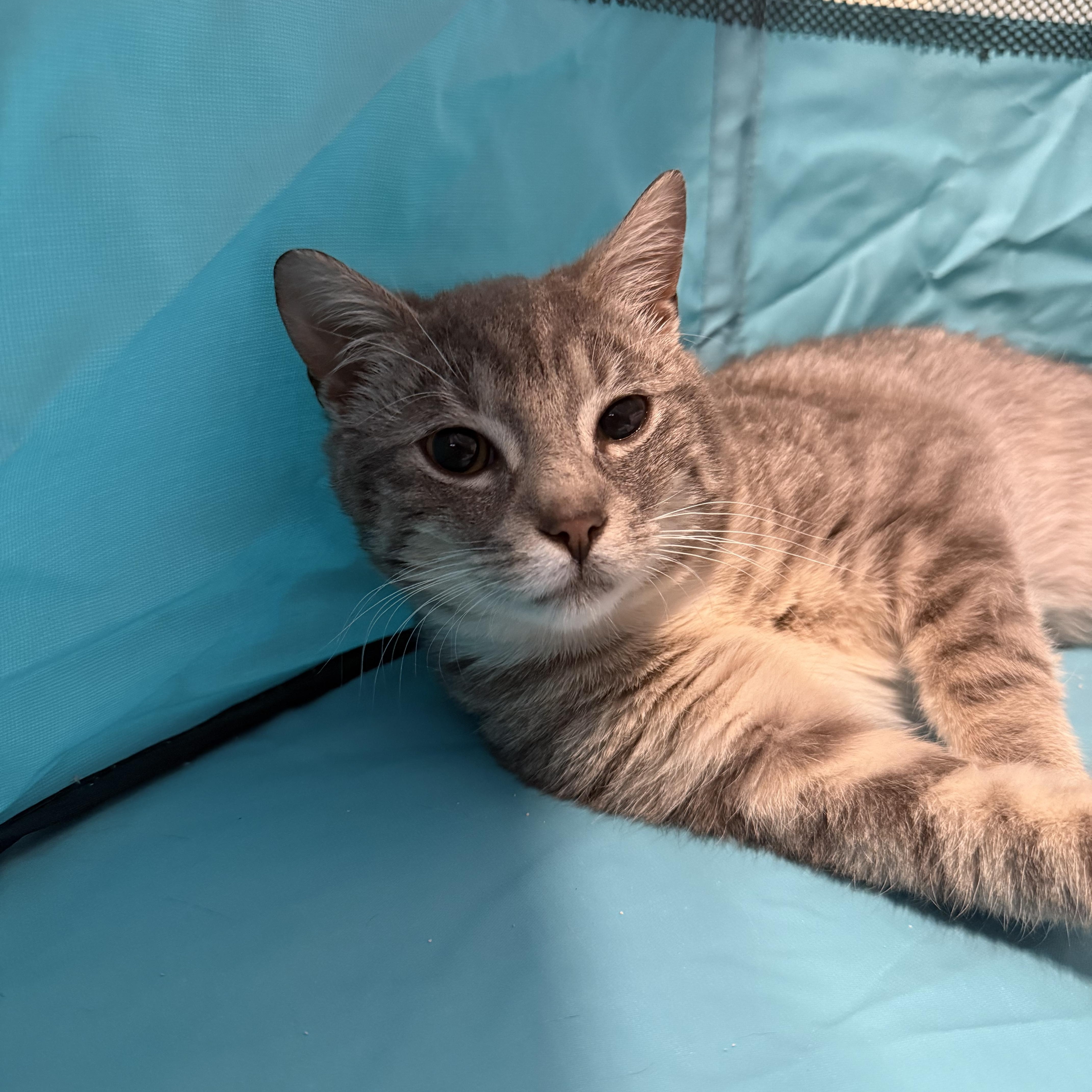 A young small-sized male Gray / Blue / Silver Domestic Short Hair cat named Peep for adoption in Pottstown, PA