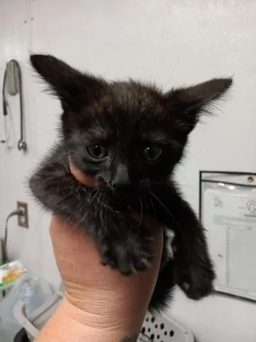A baby small-sized female Domestic Short Hair cat named Dolly for adoption in San Bernardino, CA
