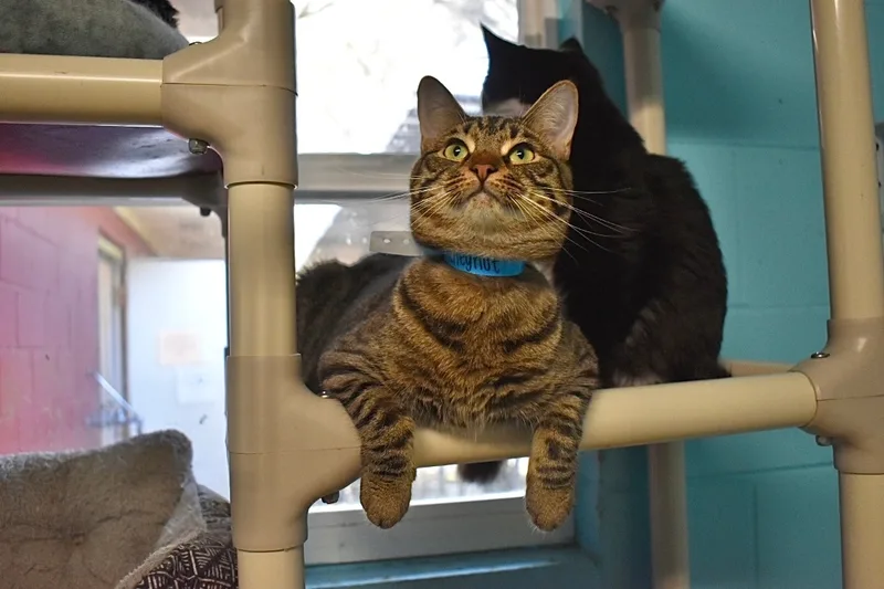 Hennessy thumbnail 2