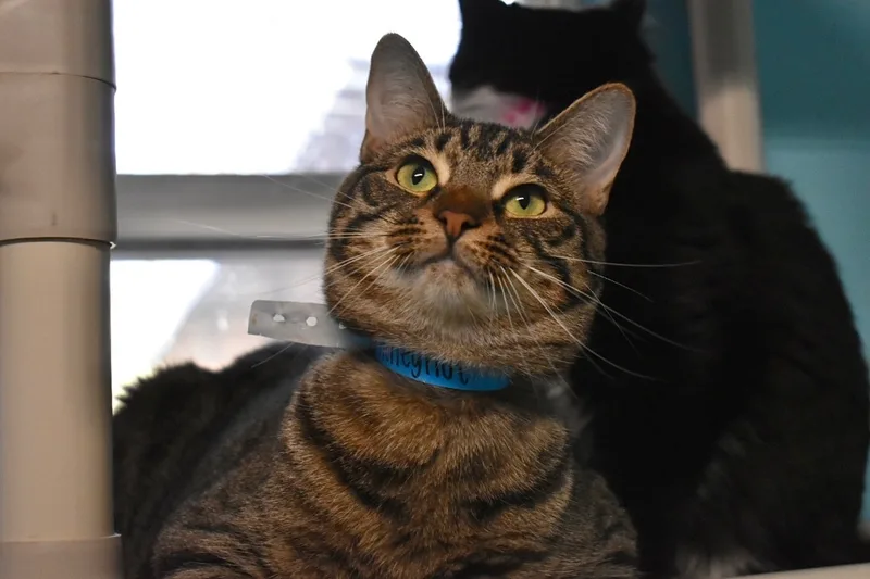 Hennessy thumbnail 3