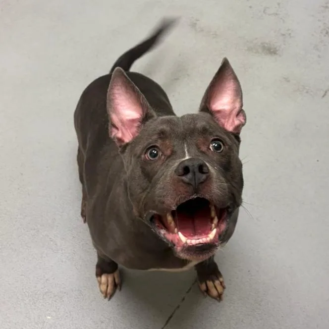 An adult medium-sized female Pit Bull Terrier dog named Quiksilver for adoption in Charlottesville, VA