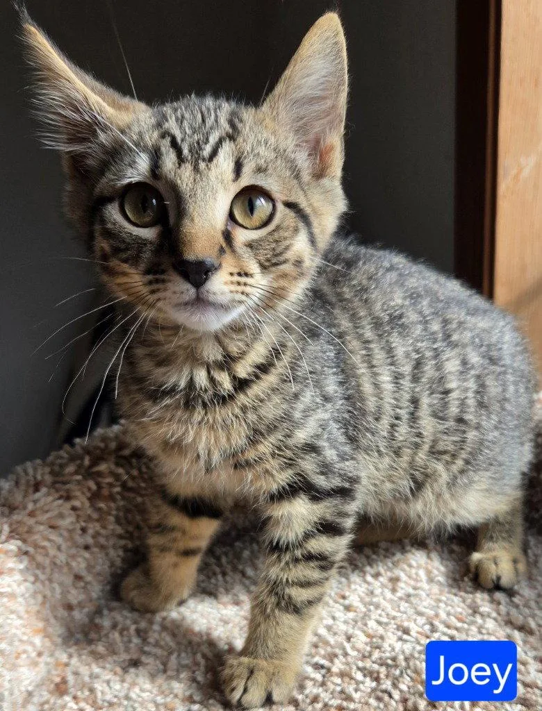 A baby medium-sized male Domestic Short Hair cat named Joey for adoption in Battle Ground, WA