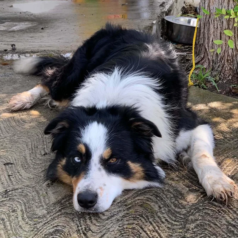 An adult medium-sized male Black Australian Shepherd dog named Rusty for adoption in Boerne, TX