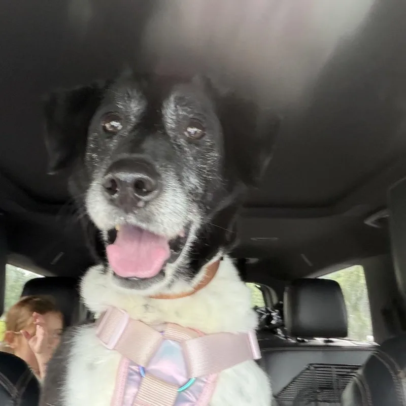 A senior medium-sized female Black Border Collie dog named Remy for adoption in Baton Rouge, LA