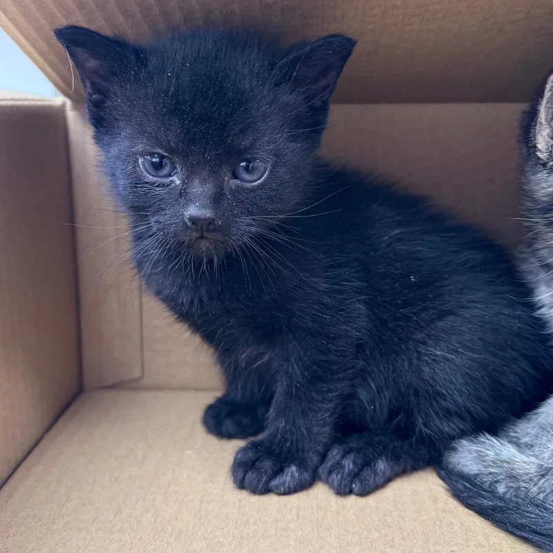 A young medium-sized male Black Domestic Short Hair cat named Beans for adoption in Tuscaloosa, AL