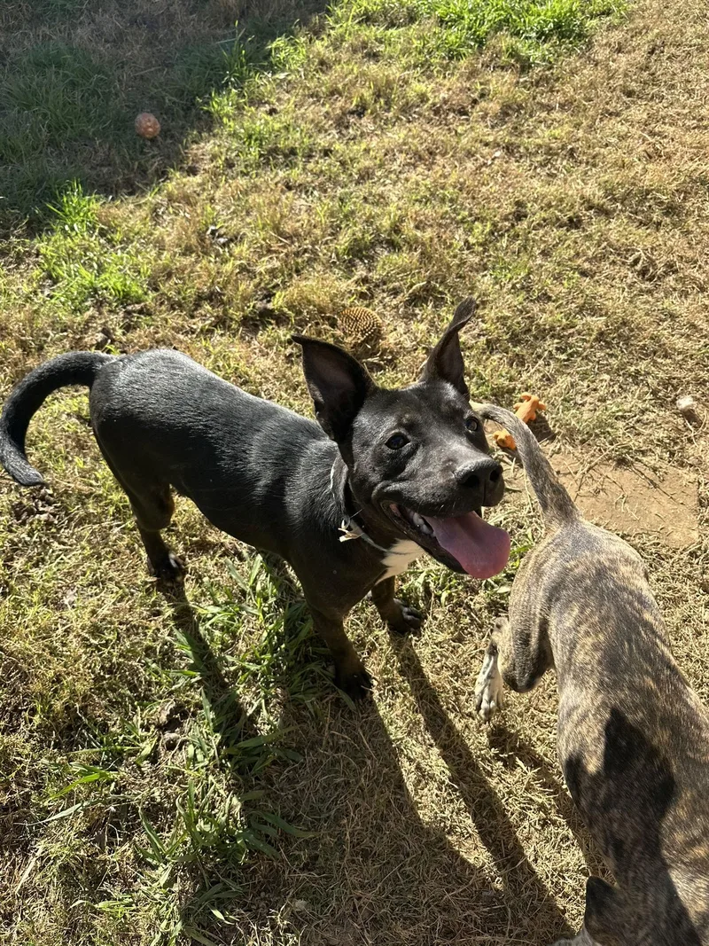 Dottie West thumbnail 2