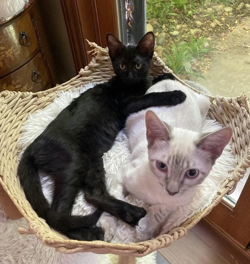 A baby small-sized female Buff / Tan / Fawn Siamese cat named Frost and Velvet for adoption in Walnut Creek, CA