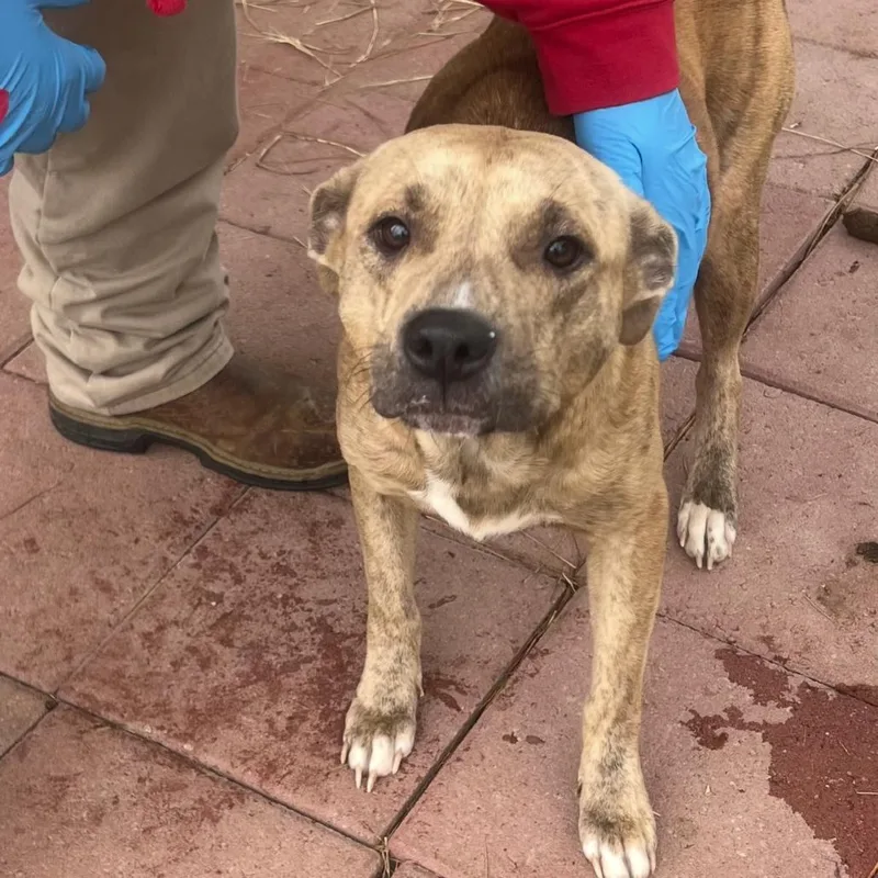 Honey Bee thumbnail 2