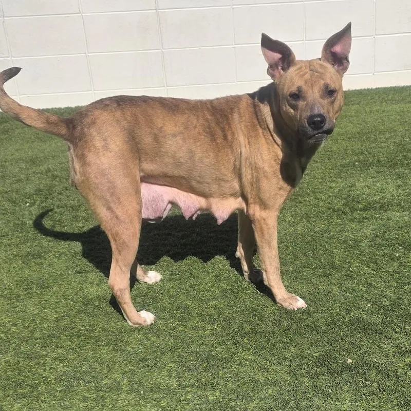 Honey Bee thumbnail 3