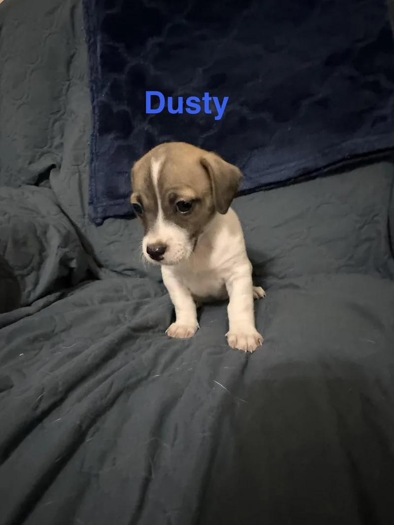 A young medium-sized male Jack Russell Terrier dog named Dusty for adoption in Ball Ground, GA