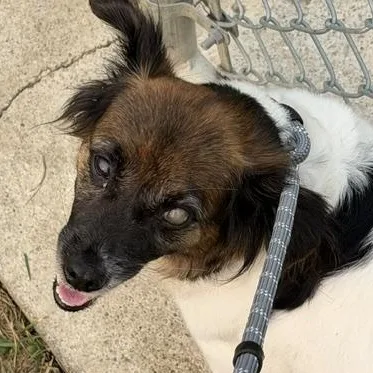 An adult small-sized female Tricolor (Brown, Black, & White) Papillon dog named Mildred for adoption in Bryan, OH