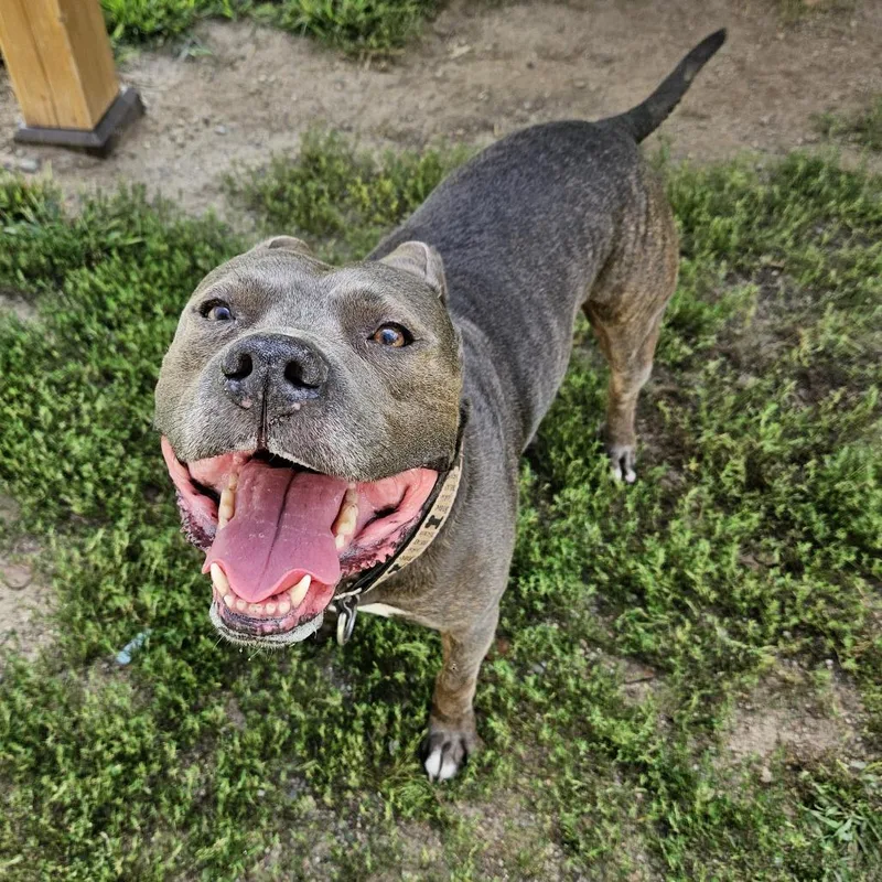 An adult large-sized male Gray / Blue / Silver Pit Bull Terrier dog named Rigatoni for adoption in Concord, NH