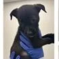 A baby medium-sized female Black Labrador Retriever dog named Berlin for adoption in Tampa, FL