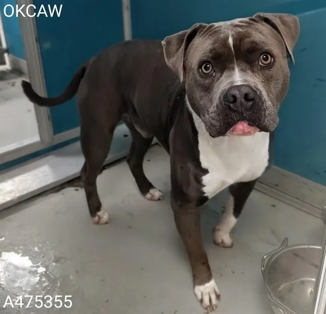 An adult large-sized male Pit Bull Terrier dog named Eddie for adoption in Oklahoma City, OK