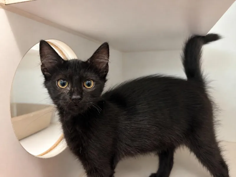 A baby small-sized female Domestic Medium Hair cat named Sapphire for adoption in Texas City, TX