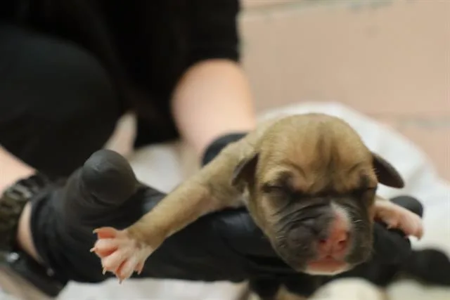 A baby small-sized female Mixed Breed dog named Tootsie for adoption in Columbia, SC