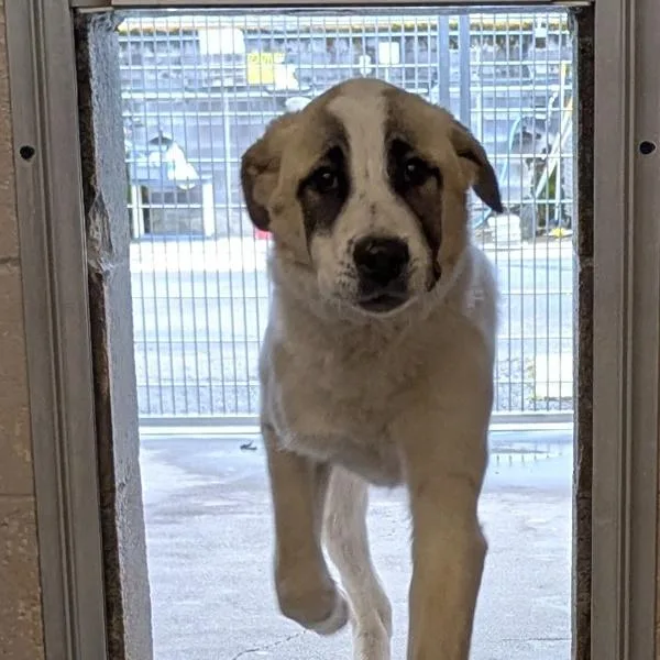 Lavender Cream thumbnail 2