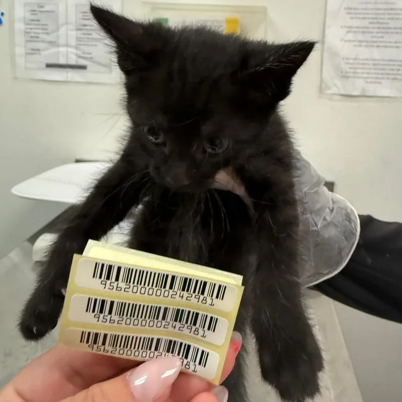 A baby small-sized female Black Domestic Medium Hair cat named Rummy for adoption in Charleston, WV
