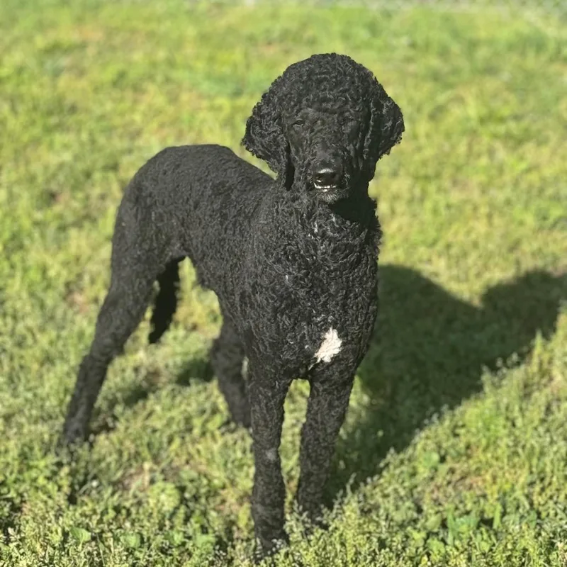 An adult large-sized male Black Standard Poodle dog named Tito for adoption in Brownsboro, AL
