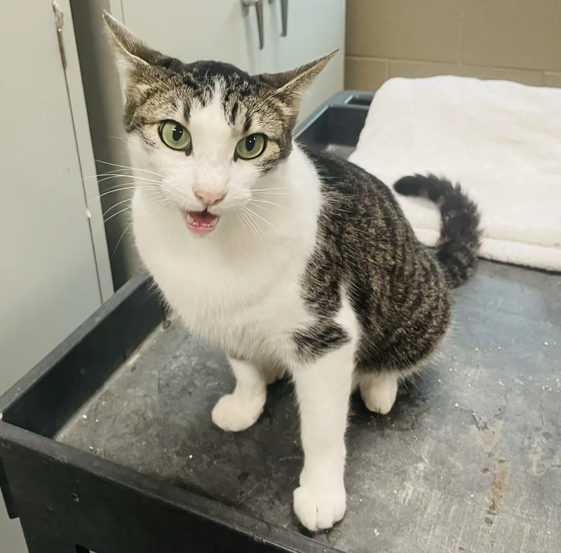 An adult medium-sized female White Domestic Short Hair cat named Marnie for adoption in Seabrook, TX