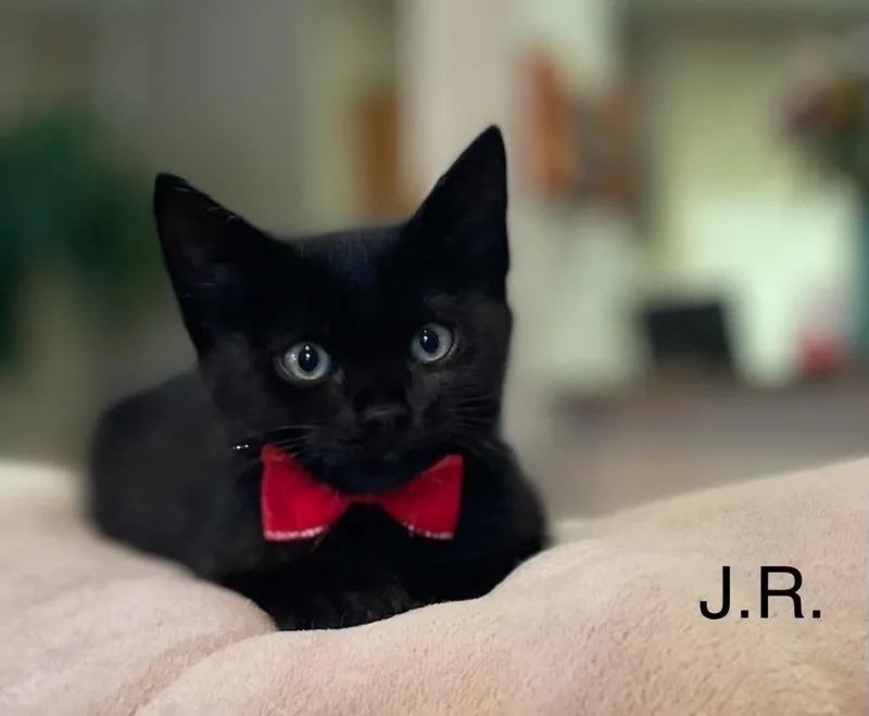 A baby medium-sized male Domestic Short Hair cat named J.r. for adoption in Lewisville, TX