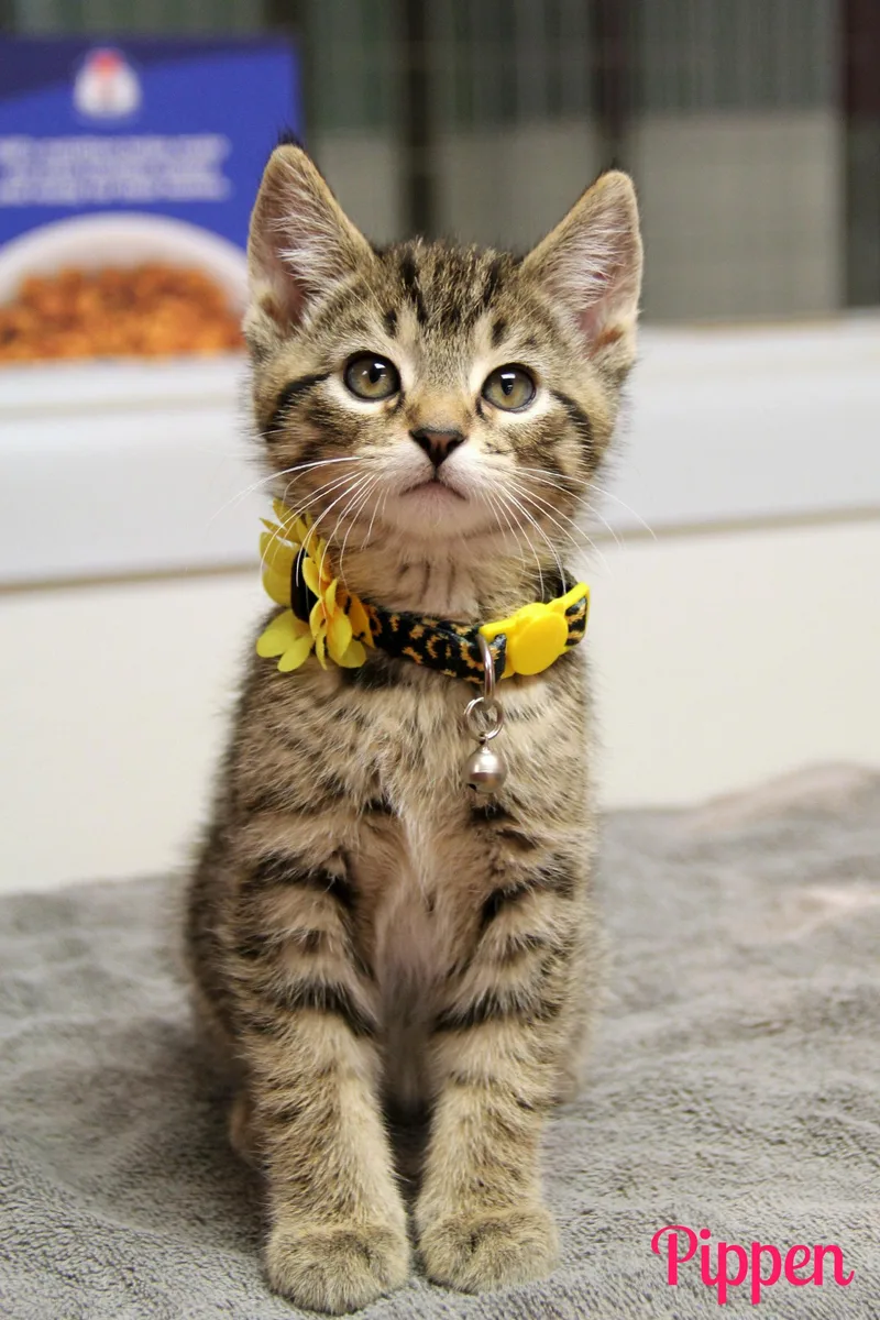 A baby medium-sized female Tabby (Brown / Chocolate) Domestic Short Hair cat named Pippen for adoption in Vinton, IA