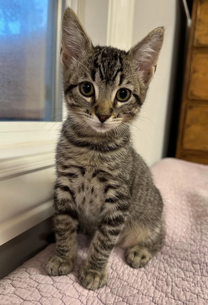 A baby medium-sized male Domestic Short Hair cat named Elliot & Ember for adoption in Walnut Creek, CA