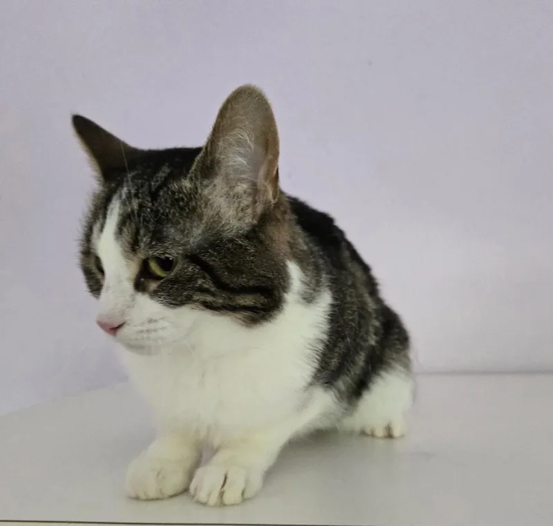 An adult medium-sized female Domestic Medium Hair cat named Mahalo for adoption in Wheaton, IL