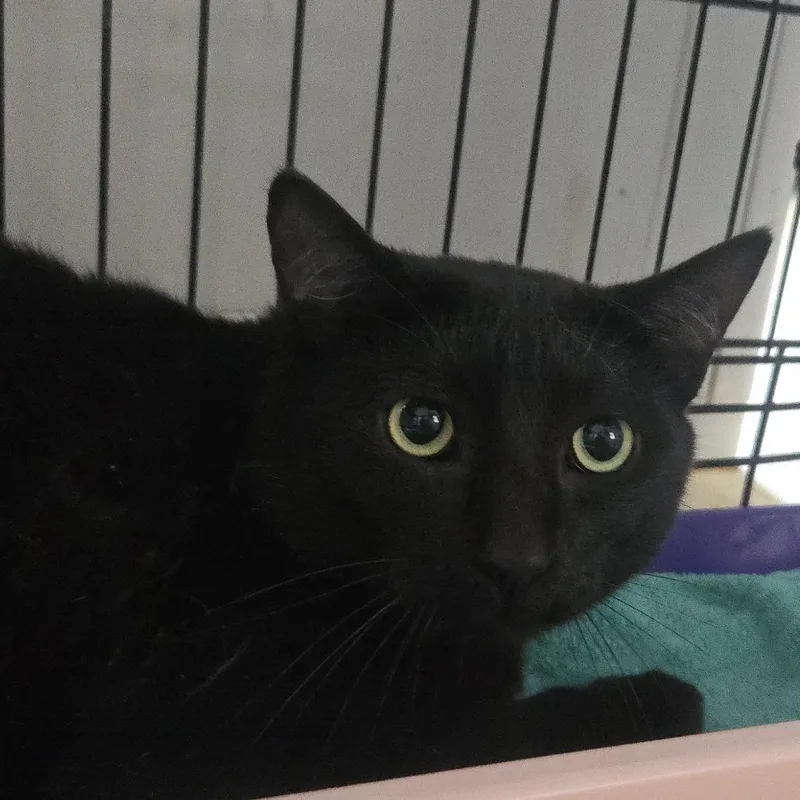An adult small-sized male Black Domestic Short Hair cat named Ceiling Fan for adoption in Salisbury, MA