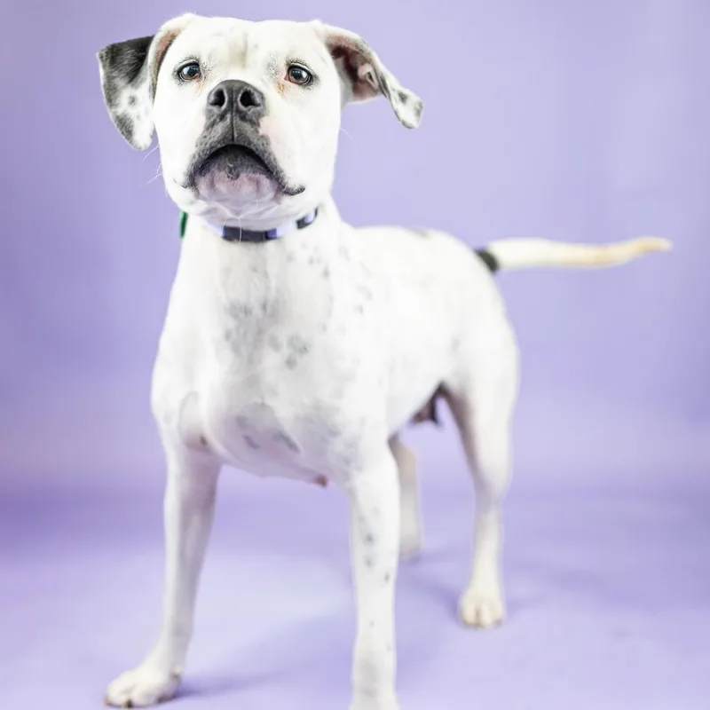 An adult medium-sized female Mixed Breed dog named Echo for adoption in Portland, OR