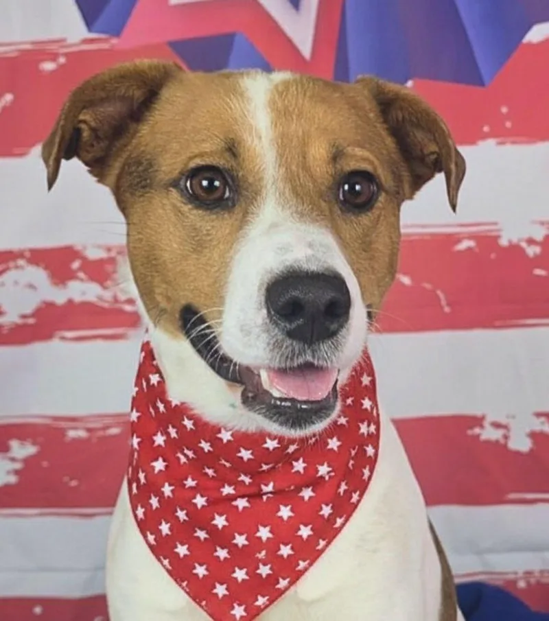 A young medium-sized male Tricolor (Brown, Black, & White) Beagle dog named Shiner for adoption in fort worth, TX