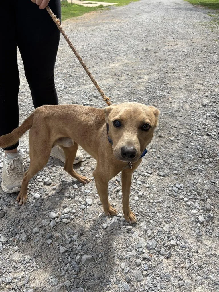 A young medium-sized male Pit Bull Terrier dog named Joker for adoption in Lawrenceburg, TN