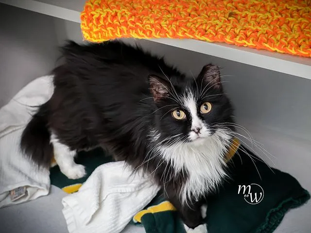 An adult medium-sized female Domestic Long Hair cat named Mini for adoption in Omaha, NE