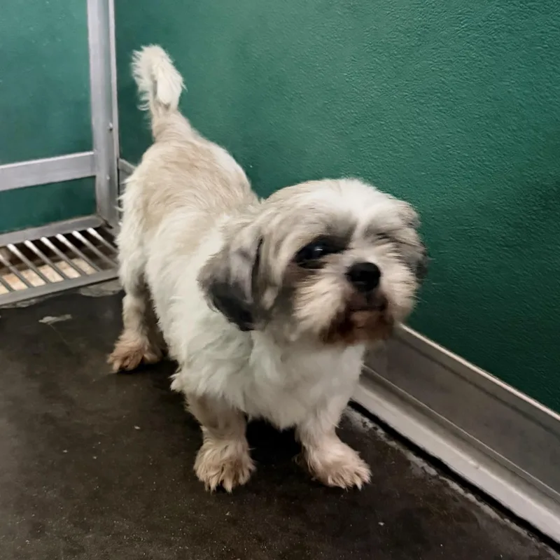 An adult small-sized male Yellow / Tan / Blond / Fawn Shih Tzu dog named Blaze for adoption in Trenton, MO