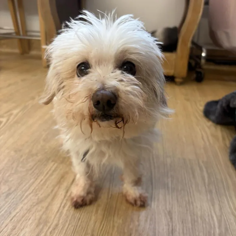A senior small-sized female White / Cream Maltese dog named Betty for adoption in San Francisco, CA