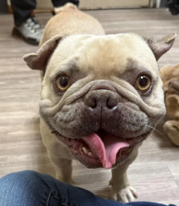 An adult small-sized male French Bulldog dog named Stitch for adoption in Oceanside, CA